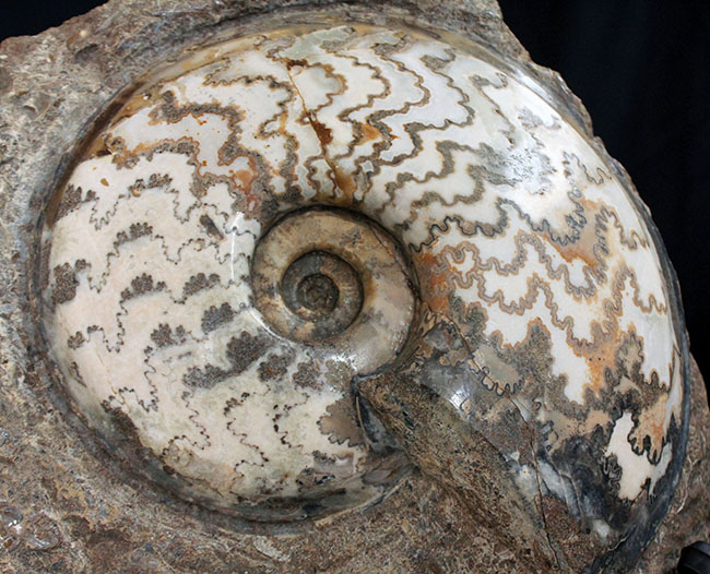 見栄えします!直径20センチの迫力ある、ドイツ産ジュラ紀アンモナイト(Ammonite)の化石(その1)
