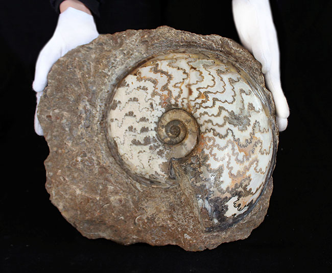 見栄えします!直径20センチの迫力ある、ドイツ産ジュラ紀アンモナイト(Ammonite)の化石(その2)
