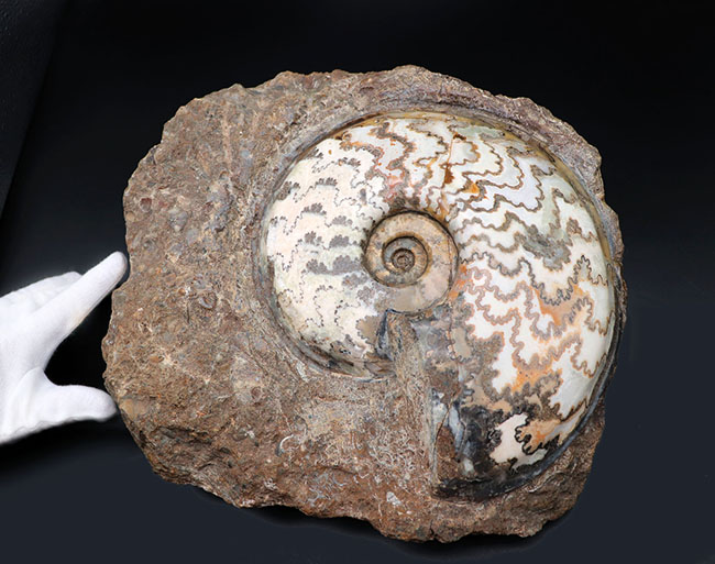 見栄えします！直径２０センチの迫力ある、ドイツ産ジュラ紀アンモナイト（Ammonite）の化石（その3）