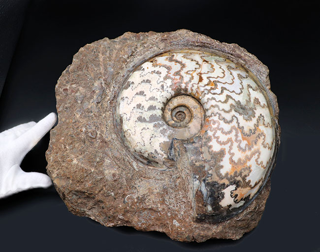 見栄えします!直径20センチの迫力ある、ドイツ産ジュラ紀アンモナイト(Ammonite)の化石(その3)