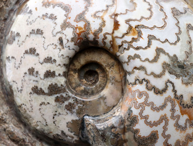 見栄えします！直径２０センチの迫力ある、ドイツ産ジュラ紀アンモナイト（Ammonite）の化石（その4）