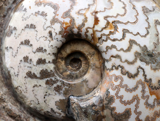 見栄えします!直径20センチの迫力ある、ドイツ産ジュラ紀アンモナイト(Ammonite)の化石(その4)