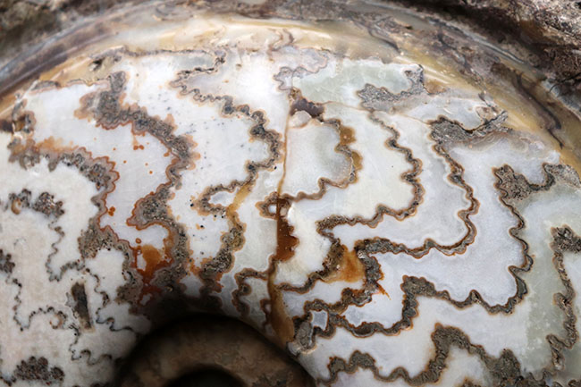 見栄えします！直径２０センチの迫力ある、ドイツ産ジュラ紀アンモナイト（Ammonite）の化石（その5）