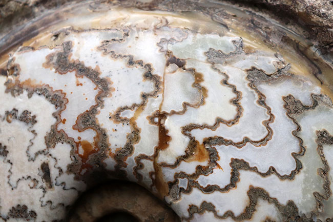 見栄えします!直径20センチの迫力ある、ドイツ産ジュラ紀アンモナイト(Ammonite)の化石(その5)