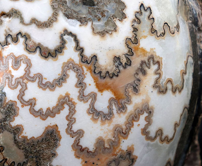 見栄えします!直径20センチの迫力ある、ドイツ産ジュラ紀アンモナイト(Ammonite)の化石(その6)