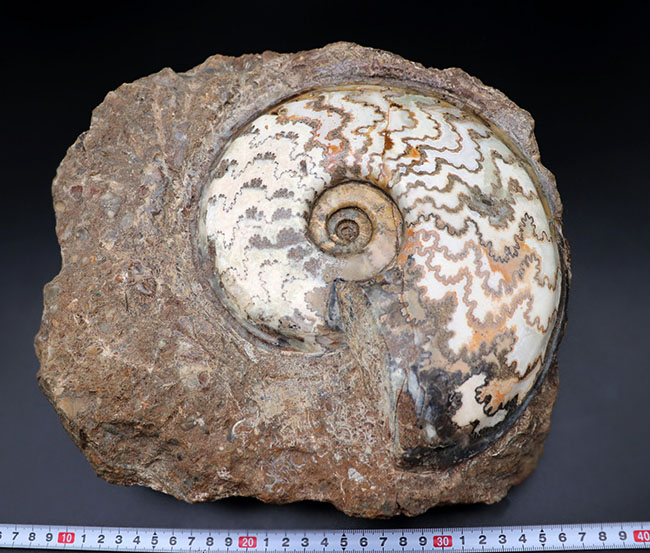見栄えします!直径20センチの迫力ある、ドイツ産ジュラ紀アンモナイト(Ammonite)の化石(その7)