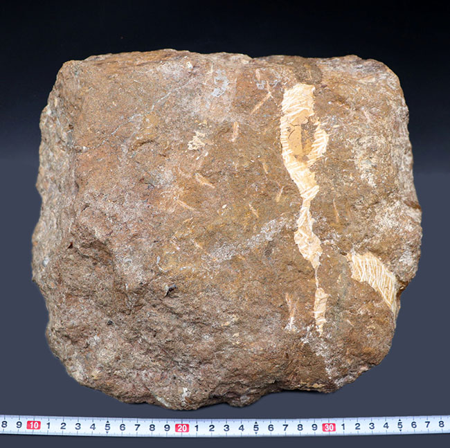 見栄えします!直径20センチの迫力ある、ドイツ産ジュラ紀アンモナイト(Ammonite)の化石(その8)