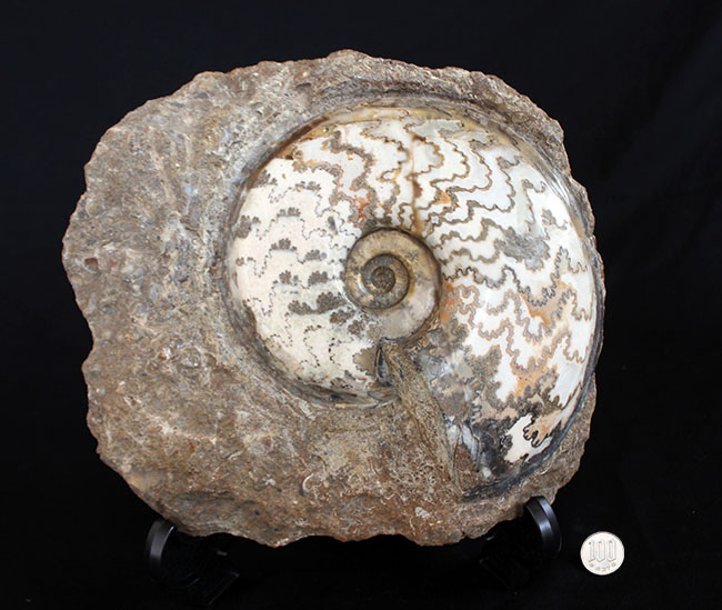 見栄えします！直径２０センチの迫力ある、ドイツ産ジュラ紀アンモナイト（Ammonite）の化石（その9）