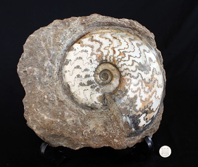 見栄えします!直径20センチの迫力ある、ドイツ産ジュラ紀アンモナイト(Ammonite)の化石(その9)