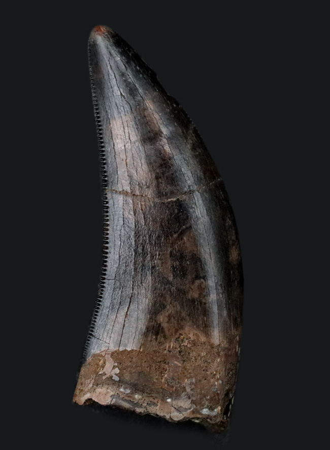 美しいセレーションとエナメル質が備わった、ティラノサウルス・レックス(Tyrannosaurus rex)の幼体の歯化石(その1)