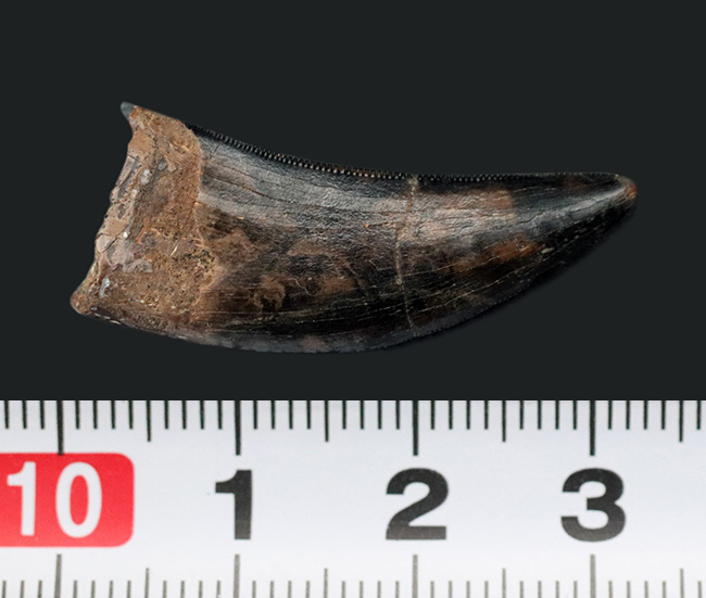 美しいセレーションとエナメル質が備わった、ティラノサウルス・レックス(Tyrannosaurus rex)の幼体の歯化石(その11)