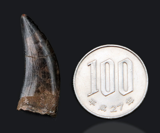 美しいセレーションとエナメル質が備わった、ティラノサウルス・レックス(Tyrannosaurus rex)の幼体の歯化石(その12)