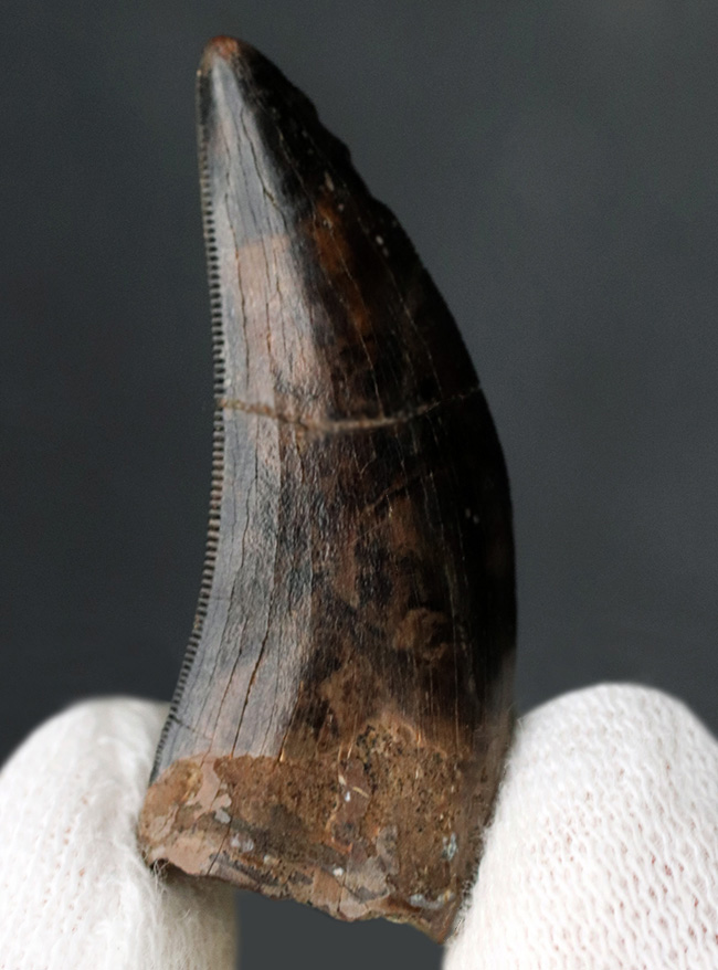 美しいセレーションとエナメル質が備わった、ティラノサウルス・レックス(Tyrannosaurus rex)の幼体の歯化石(その2)