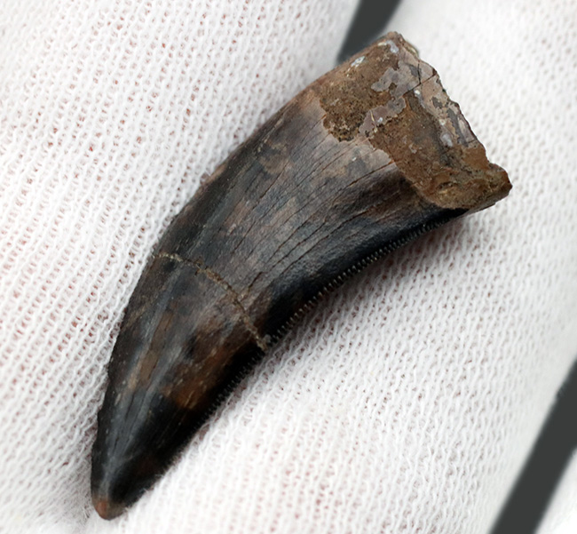 美しいセレーションとエナメル質が備わった、ティラノサウルス・レックス(Tyrannosaurus rex)の幼体の歯化石(その6)