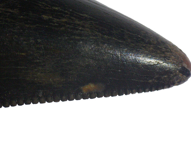 美しいセレーションとエナメル質が備わった、ティラノサウルス・レックス(Tyrannosaurus rex)の幼体の歯化石(その9)