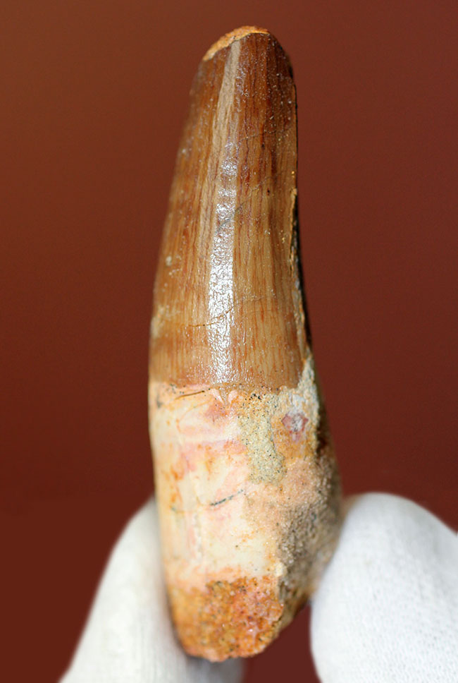 ファーストコレクションにいかがでしょうか?スピノサウルスの歯化石(Spinosaurus)(その1)