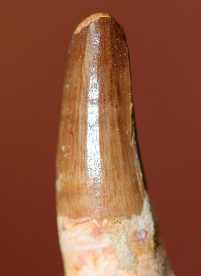 ファーストコレクションにいかがでしょうか?スピノサウルスの歯化石(Spinosaurus)(その2)