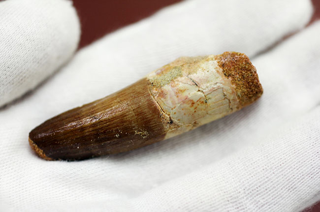 ファーストコレクションにいかがでしょうか?スピノサウルスの歯化石(Spinosaurus)(その3)