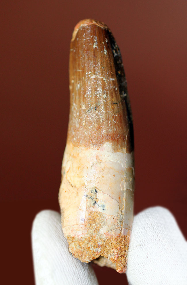 ファーストコレクションにいかがでしょうか?スピノサウルスの歯化石(Spinosaurus)(その6)