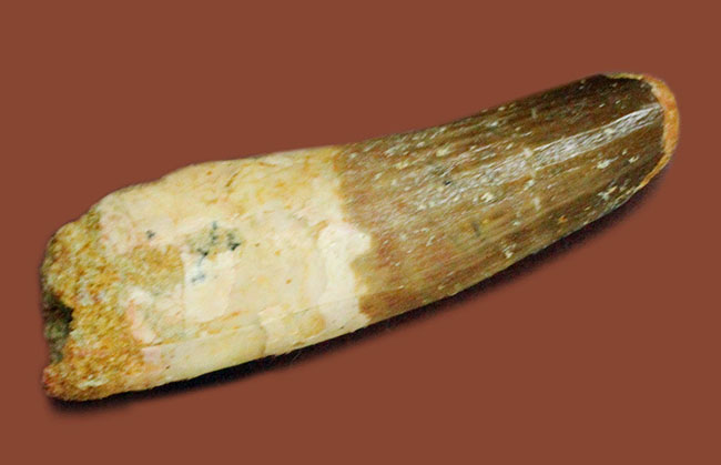 ファーストコレクションにいかがでしょうか?スピノサウルスの歯化石(Spinosaurus)(その7)