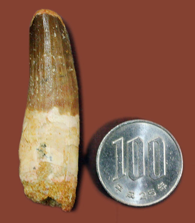 ファーストコレクションにいかがでしょうか?スピノサウルスの歯化石(Spinosaurus)(その8)
