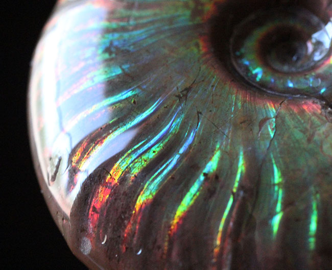 極上の輝くを放つ、マダガスカル産イリデッセンス(iridescence)アンモナイト。厳選品ならではの極彩色の世界をお楽しみ下さい。(その14)