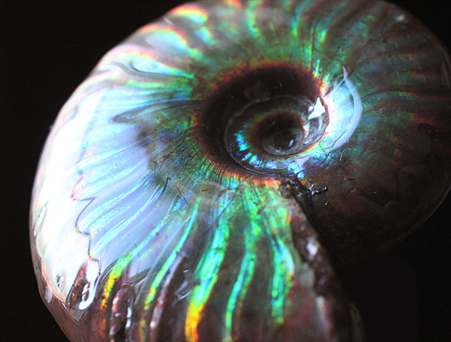極上の輝くを放つ、マダガスカル産イリデッセンス(iridescence)アンモナイト。厳選品ならではの極彩色の世界をお楽しみ下さい。(その15)