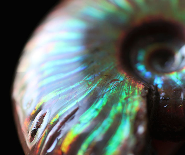 極上の輝くを放つ、マダガスカル産イリデッセンス(iridescence)アンモナイト。厳選品ならではの極彩色の世界をお楽しみ下さい。(その16)
