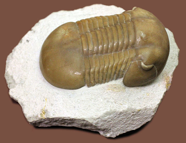 パーフェクト標本!この離れ眼を御覧ください、ロシア産三葉虫イレヌス・インシスス(Illaenus incisus)(その11)