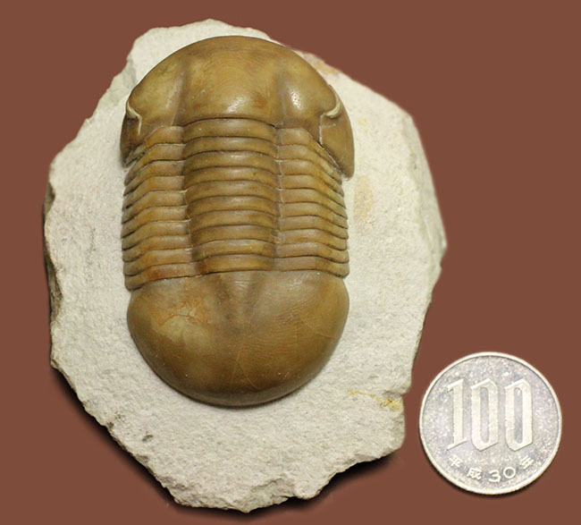 パーフェクト標本!この離れ眼を御覧ください、ロシア産三葉虫イレヌス・インシスス(Illaenus incisus)(その12)