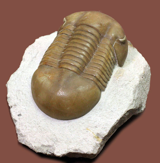 パーフェクト標本!この離れ眼を御覧ください、ロシア産三葉虫イレヌス・インシスス(Illaenus incisus)(その2)