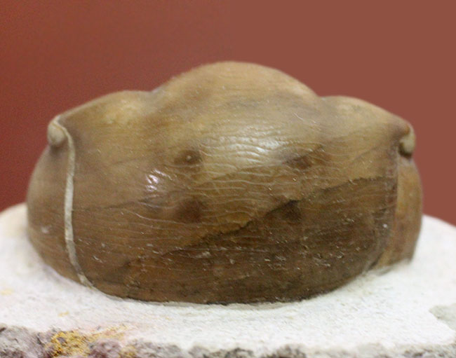 パーフェクト標本!この離れ眼を御覧ください、ロシア産三葉虫イレヌス・インシスス(Illaenus incisus)(その3)