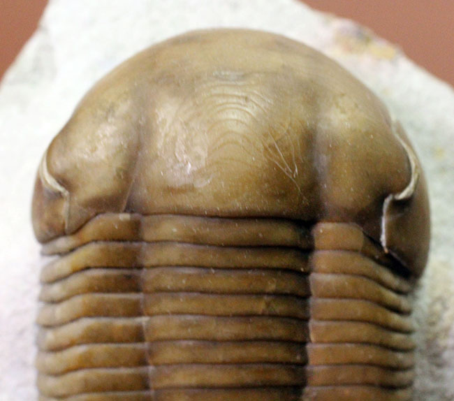パーフェクト標本!この離れ眼を御覧ください、ロシア産三葉虫イレヌス・インシスス(Illaenus incisus)(その4)
