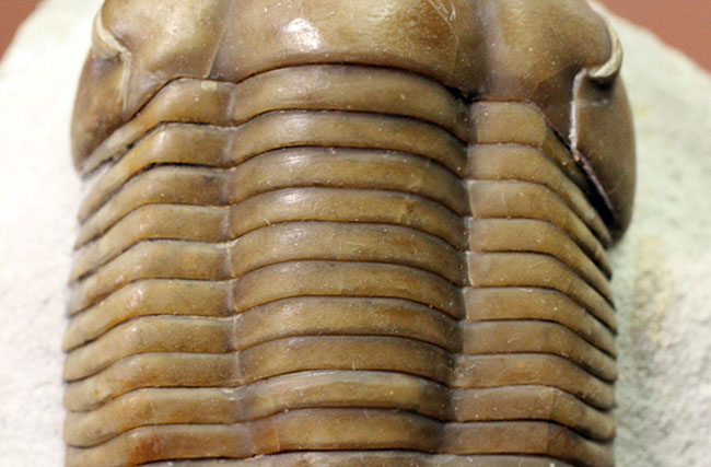 パーフェクト標本!この離れ眼を御覧ください、ロシア産三葉虫イレヌス・インシスス(Illaenus incisus)(その5)