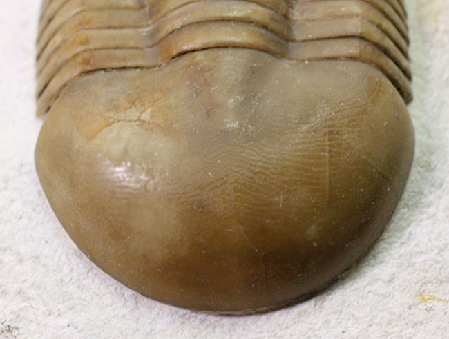 パーフェクト標本!この離れ眼を御覧ください、ロシア産三葉虫イレヌス・インシスス(Illaenus incisus)(その6)