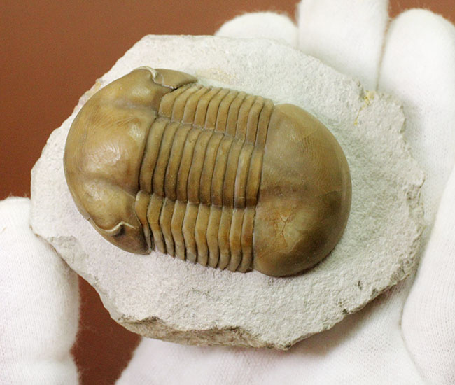 パーフェクト標本!この離れ眼を御覧ください、ロシア産三葉虫イレヌス・インシスス(Illaenus incisus)(その7)
