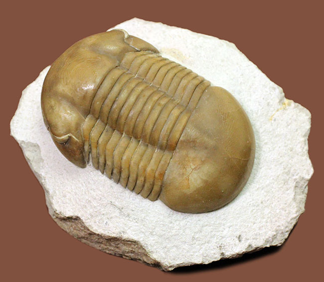 パーフェクト標本!この離れ眼を御覧ください、ロシア産三葉虫イレヌス・インシスス(Illaenus incisus)(その8)