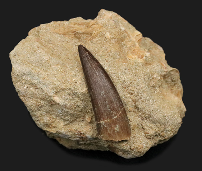 太い、保存状態抜群のパーフェクト標本!モロッコ産の首長竜、エラスモサウルス(Elasmosaurus)の母岩付き歯化石(その1)