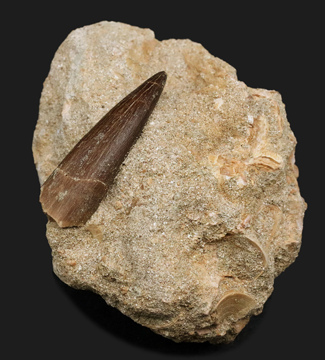 太い、保存状態抜群のパーフェクト標本!モロッコ産の首長竜、エラスモサウルス(Elasmosaurus)の母岩付き歯化石(その2)