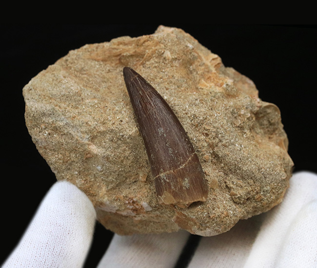 太い、保存状態抜群のパーフェクト標本!モロッコ産の首長竜、エラスモサウルス(Elasmosaurus)の母岩付き歯化石(その3)