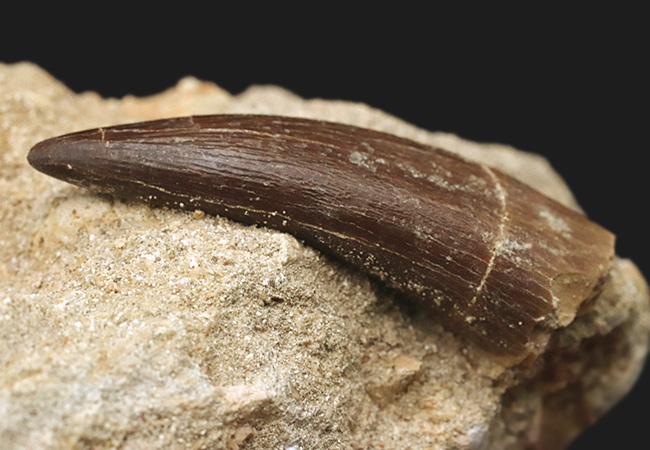 太い、保存状態抜群のパーフェクト標本!モロッコ産の首長竜、エラスモサウルス(Elasmosaurus)の母岩付き歯化石(その4)
