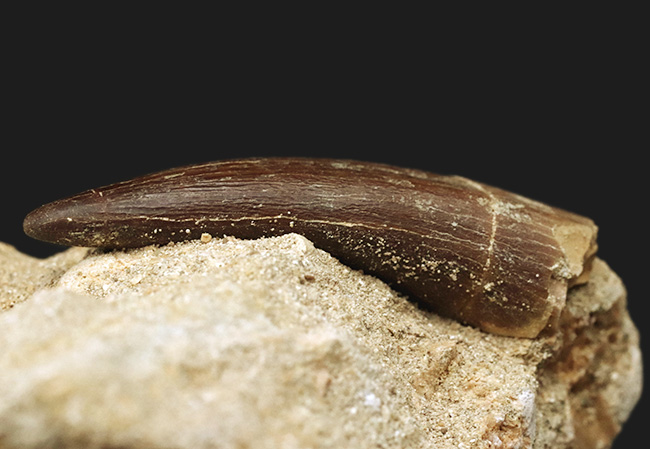 太い、保存状態抜群のパーフェクト標本!モロッコ産の首長竜、エラスモサウルス(Elasmosaurus)の母岩付き歯化石(その5)