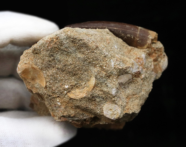 太い、保存状態抜群のパーフェクト標本!モロッコ産の首長竜、エラスモサウルス(Elasmosaurus)の母岩付き歯化石(その6)