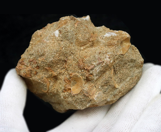 太い、保存状態抜群のパーフェクト標本!モロッコ産の首長竜、エラスモサウルス(Elasmosaurus)の母岩付き歯化石(その7)