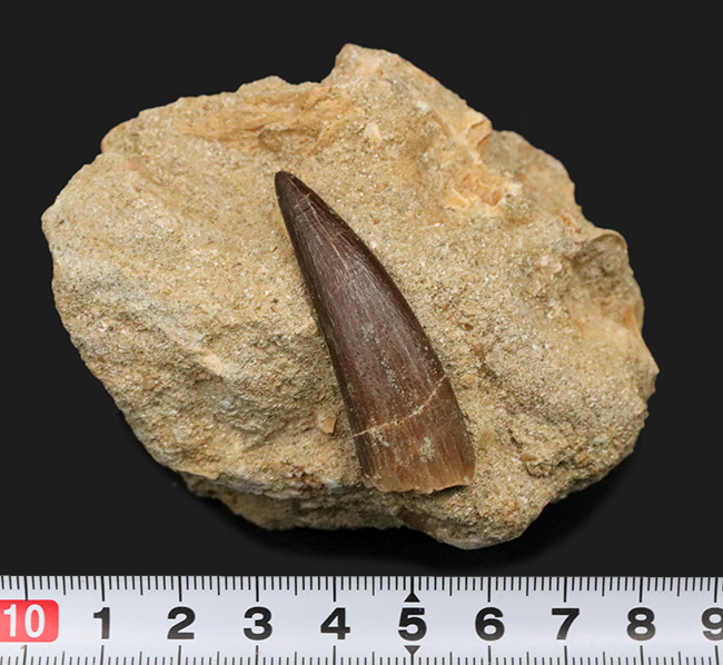 太い、保存状態抜群のパーフェクト標本!モロッコ産の首長竜、エラスモサウルス(Elasmosaurus)の母岩付き歯化石(その8)
