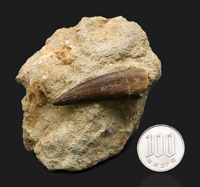 太い、保存状態抜群のパーフェクト標本!モロッコ産の首長竜、エラスモサウルス(Elasmosaurus)の母岩付き歯化石(その9)
