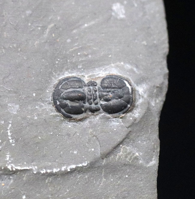 古生代カンブリア紀の一時期にのみ現れた一風変わった三葉虫、ペロノプシス（Peronopsis interstrictus）の化石（その1）