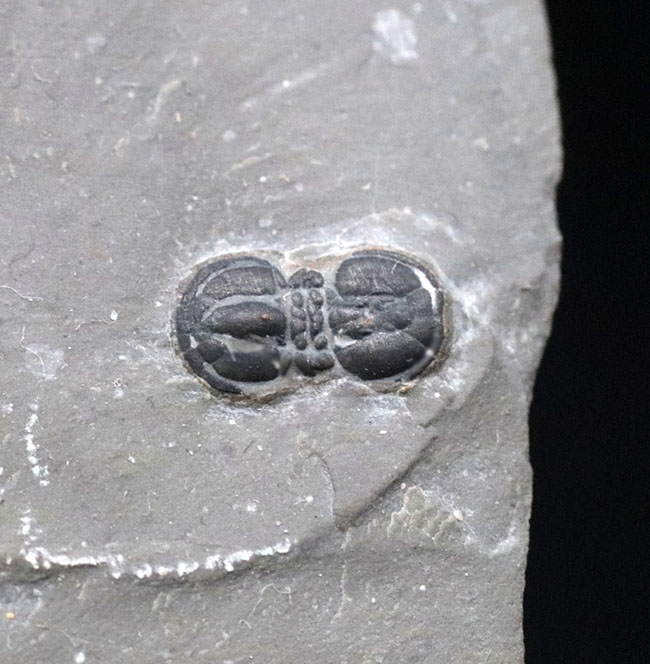 古生代カンブリア紀の一時期にのみ現れた一風変わった三葉虫、ペロノプシス(Peronopsis interstrictus)の化石(その1)