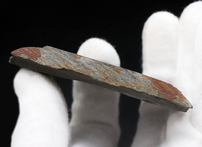 古生代カンブリア紀の一時期にのみ現れた一風変わった三葉虫、ペロノプシス(Peronopsis interstrictus)の化石(その5)