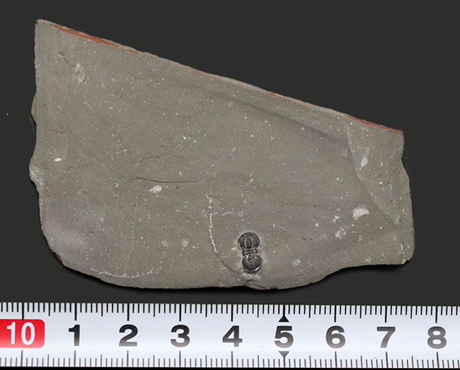 古生代カンブリア紀の一時期にのみ現れた一風変わった三葉虫、ペロノプシス（Peronopsis interstrictus）の化石（その7）